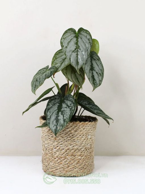 Cây philodendron brandtianum trồng chậu để bàn đẹp