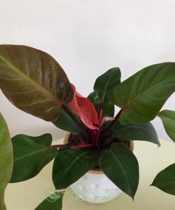 Cây philodendron red cherry trồng cây để bàn