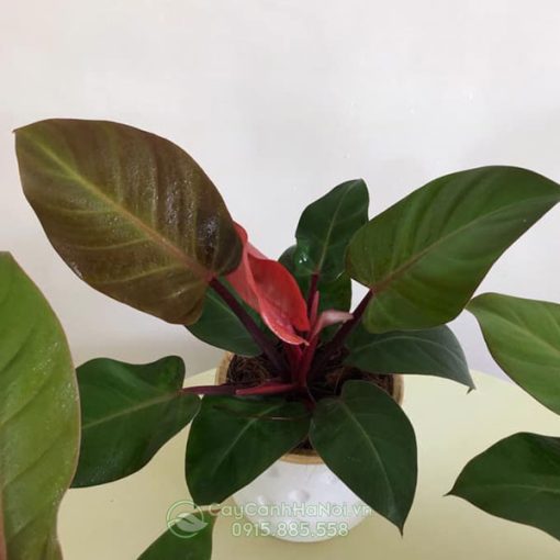 Cây philodendron red cherry trồng cây để bàn