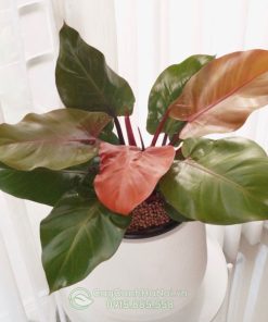 Cây philodendron red cherry trồng chậu sứ trắng đẹp