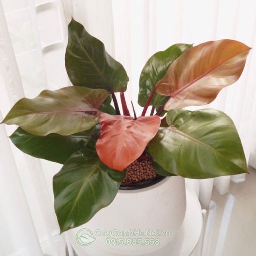 Cây philodendron red cherry trồng chậu sứ trắng đẹp