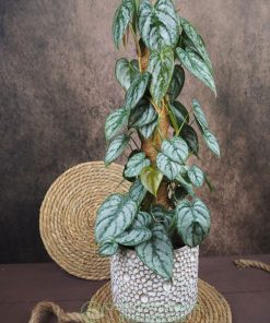 Cây trầu bà philodendron brandtianum trồng chậu để sàn