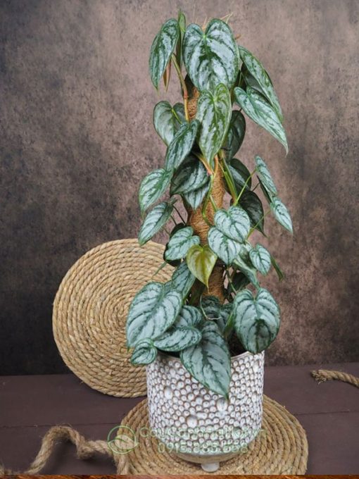 Cây trầu bà philodendron brandtianum trồng chậu để sàn