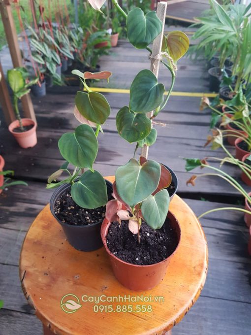 Đặc điểm cây Philodendron Lupinum