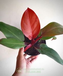 Đặc điểm cây Philodendron Red Cherry