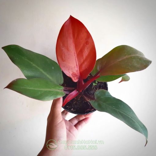 Đặc điểm cây Philodendron Red Cherry