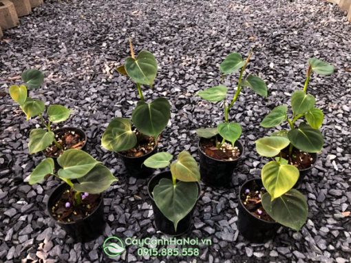 Địa chỉ bán cây Philodendron Lupinum tai Hà Nội