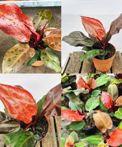 Hướng dẫn cách chăm sóc cây philodendron red cherry