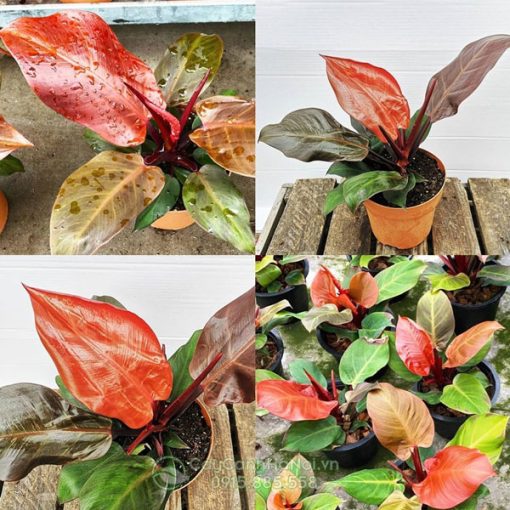 Hướng dẫn cách chăm sóc cây philodendron red cherry