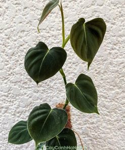 Lá Philodendron Lupinum khi còn non