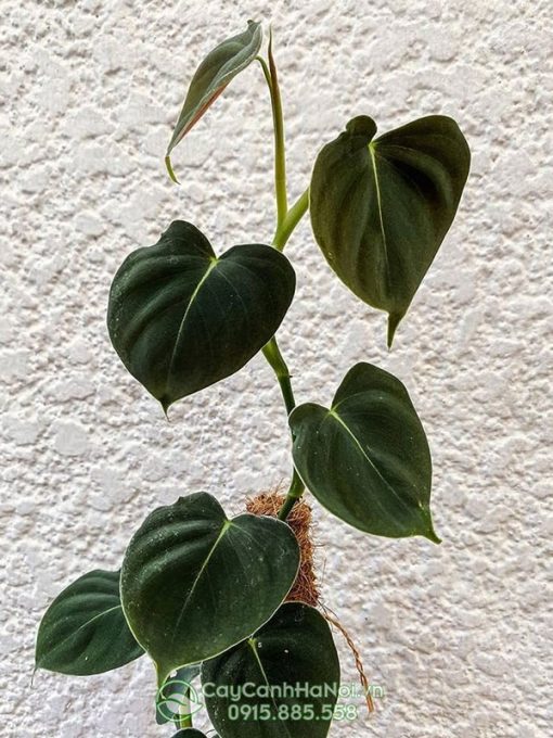 Lá Philodendron Lupinum khi còn non