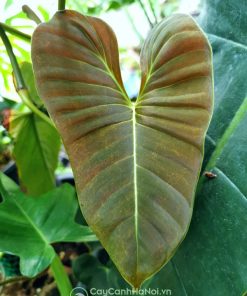 Lá Philodendron Lupinum khi trưởng thành