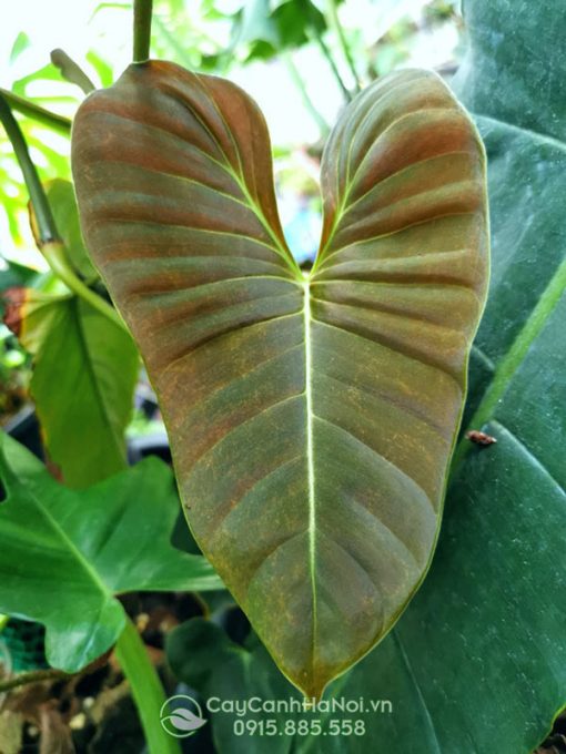 Lá Philodendron Lupinum khi trưởng thành