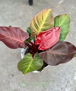 Nguồn gốc cây Philodendron Red Cherry