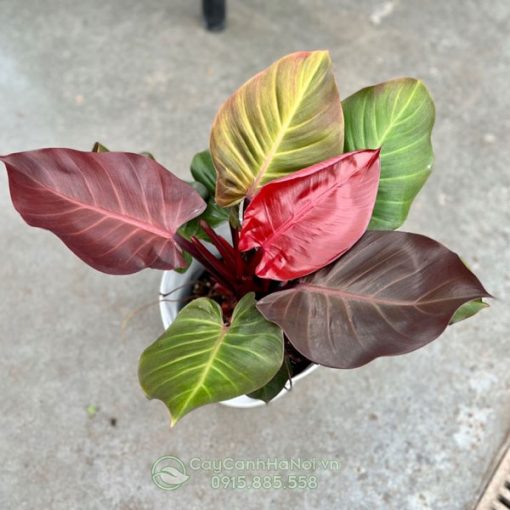 Nguồn gốc cây Philodendron Red Cherry