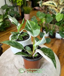 Nhu cầu dinh dưỡng cây Philodendron ‘White Princess’ 