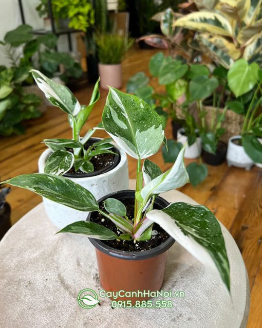 Nhu cầu dinh dưỡng cây Philodendron ‘White Princess’ 