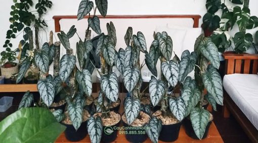 Nơi bán cây Philodendron Brandtianum đẹp tại Hà Nội