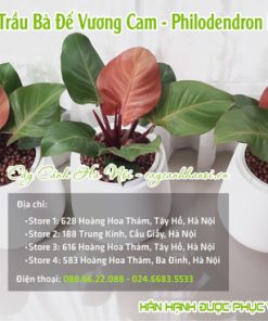 Nơi bán cây trầu bà để vương cam dẹp tại Hà Nội