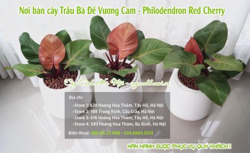 Nơi bán cây trầu bà để vương cam dẹp tại Hà Nội