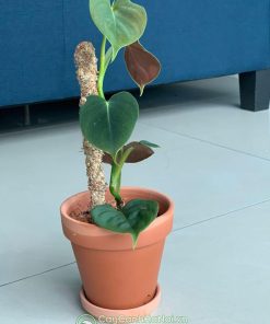 Ý nghĩa cây Philodendron Lupinum