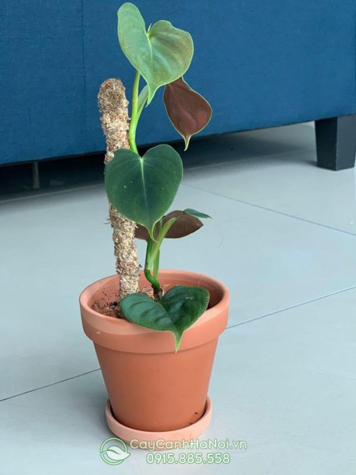 Ý nghĩa cây Philodendron Lupinum