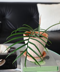 Cách trồng và chăm sóc cây trầu bà Philodendron Tortum