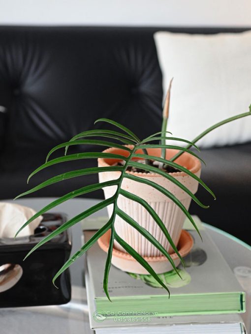 Cách trồng và chăm sóc cây trầu bà Philodendron Tortum