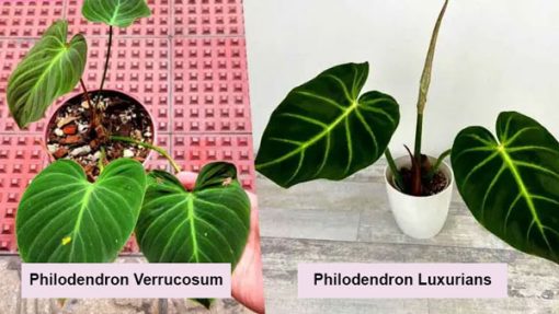 Cách phân biệt cây Philodendron Luxurians và Verrucosum