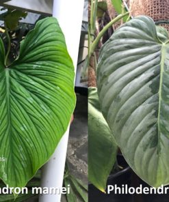 Cách phân biệt cây Philodendron Sodiroi và Philodendron Mamei