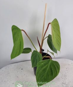 Cây Philodendron 'Fuzzy Petiole'