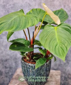 Cây Philodendron Fuzzy có nguồn gốc từ Ecuador