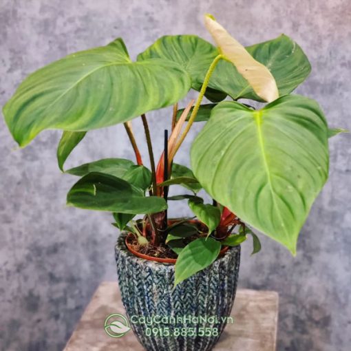 Cây Philodendron Fuzzy có nguồn gốc từ Ecuador