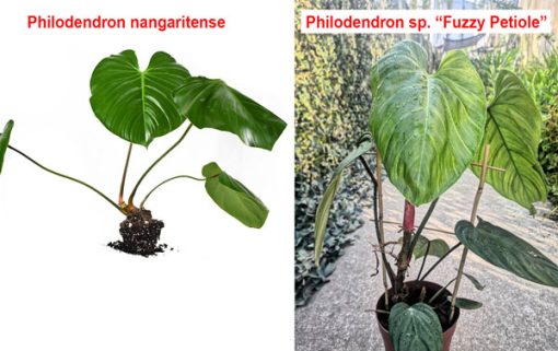 Cây Philodendron Fuzzy có thân leo