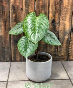 Cây Philodendron Sodiroi là cây thân leo