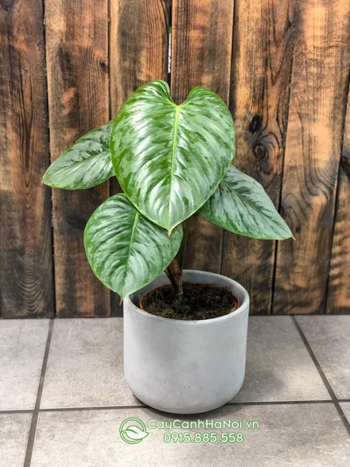 Cây Philodendron Sodiroi là cây thân leo