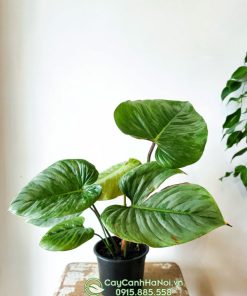 Cây Philodendron Sodiroi lọc khí tốt