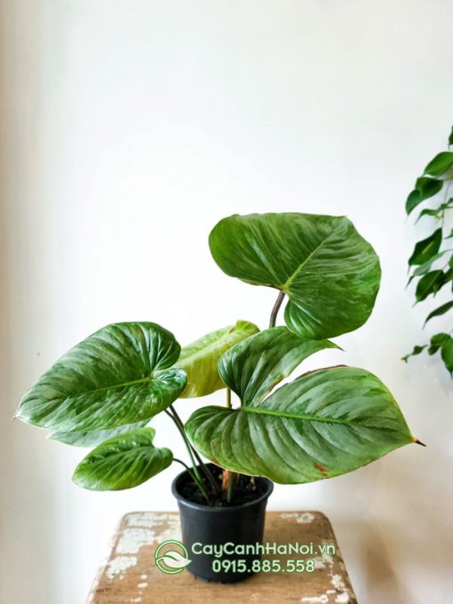 Cây Philodendron Sodiroi lọc khí tốt