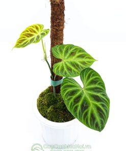 Cây Philodendron Verrucosum leo cột đẹp