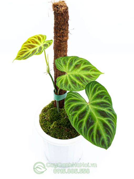 Cây Philodendron Verrucosum leo cột đẹp