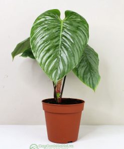 Cây philodendron sodiroi dạng bụi