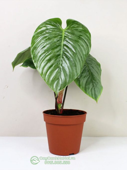 Cây philodendron sodiroi dạng bụi