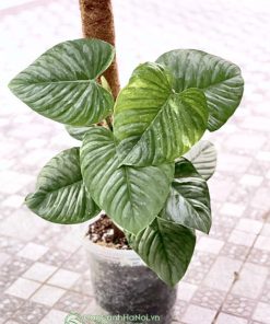 Cây philodendron sodiroi dạng bụi leo cột