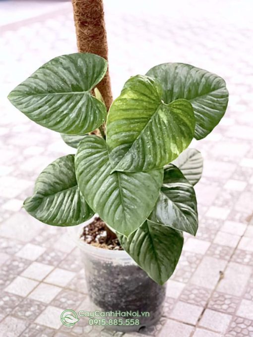 Cây philodendron sodiroi dạng bụi leo cột