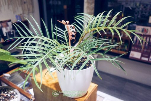 Cây trầu bà Philodendron Tortum là cây nhiệt đớt