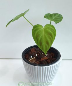 Cây trầu bà Philodendron Verrucosum trồng chậu nhựa