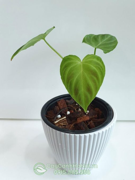 Cây trầu bà Philodendron Verrucosum trồng chậu nhựa