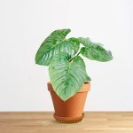 Cây Trầu Bà Sodiroi – Philodendron Sodiroi