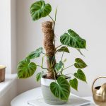 Cây Trầu Bà Verrucosum – Philodendron Verrucosum