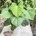 Cây Trầu Bà Fuzzy – Philodendron Fuzzy